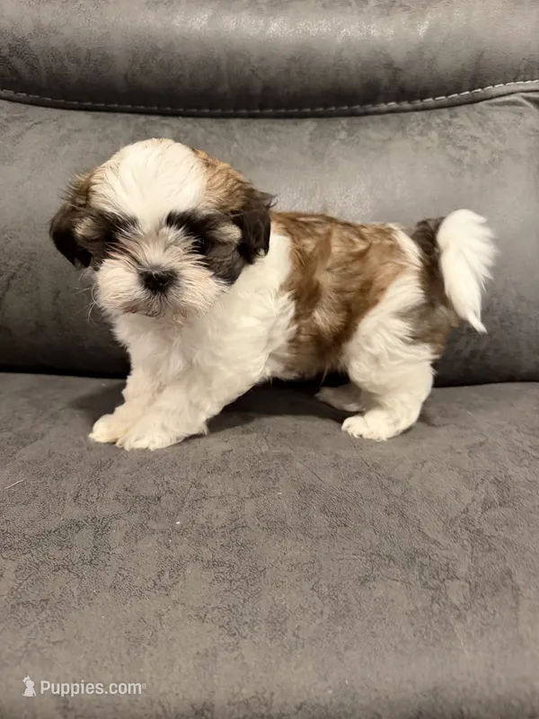 Elvis – Mal Shi puppy for sale in Mechanicsville, IA