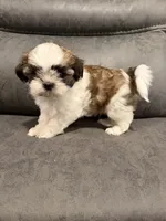 Elvis, a male Mal Shi for sale in Mechanicsville, IA – 3 of 9