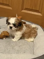 Andy, a male Mal Shi for sale in Mechanicsville, IA – 3 of 8