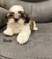 Elvis, a male Mal Shi for sale in Mechanicsville, IA – 2 of 9