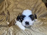 Andy, a male Mal Shi for sale in Mechanicsville, IA – 5 of 8
