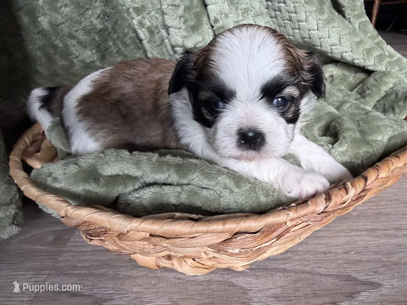 Elvis – Mal Shi puppy for sale in Mechanicsville, IA