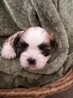 Andy, a male Mal Shi for sale in Mechanicsville, IA – 2 of 2
