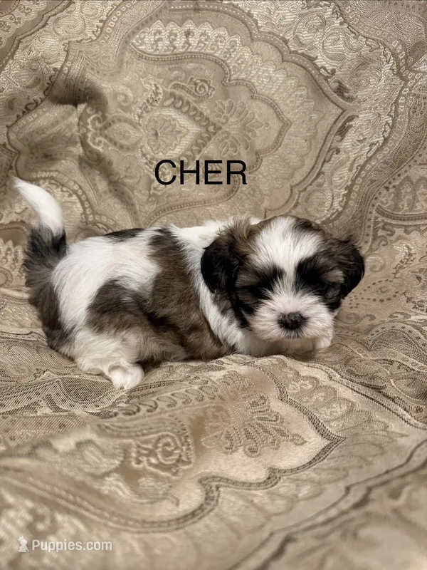 Cher – Mal Shi puppy for sale in Mechanicsville, IA