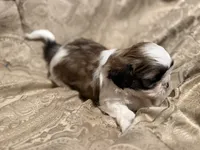 Elvis, a male Mal Shi for sale in Mechanicsville, IA – 6 of 9