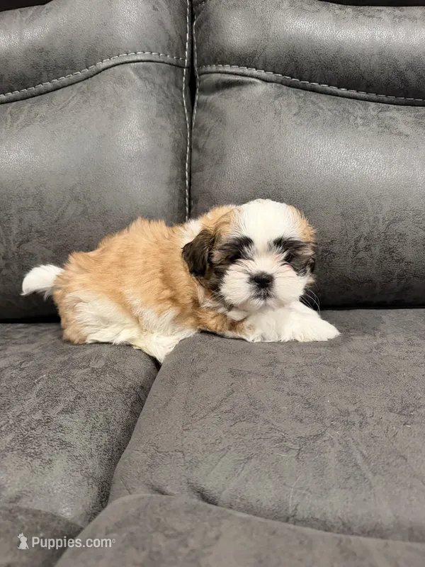 Andy – Mal Shi puppy for sale in Mechanicsville, IA