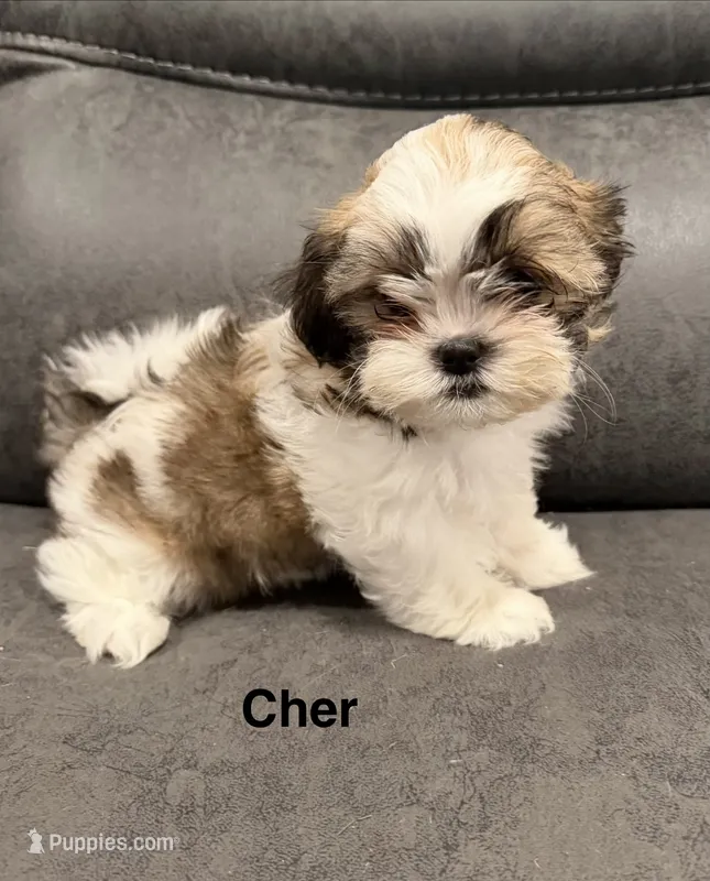 Cher – Mal Shi puppy for sale in Mechanicsville, IA