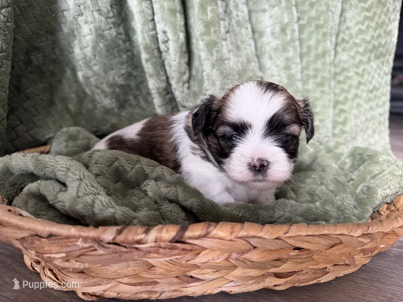 Cher – Mal Shi puppy for sale in Mechanicsville, IA