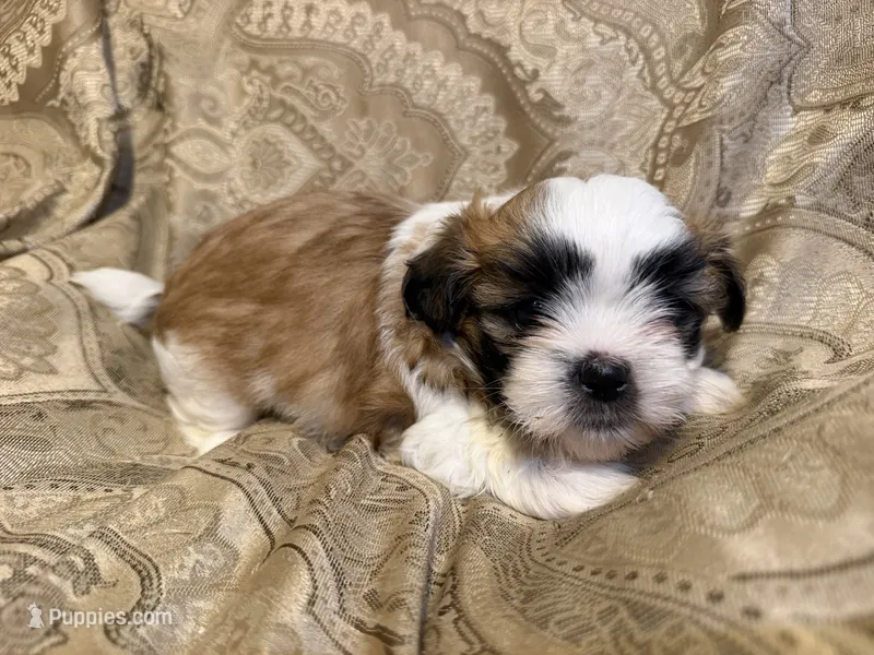 Andy – Mal Shi puppy for sale in Mechanicsville, IA
