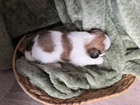 Dolly, a female Mal Shi for sale in Mechanicsville, IA – 2 of 2