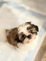 Dolly, a female Mal Shi for sale in Mechanicsville, IA – 2 of 3