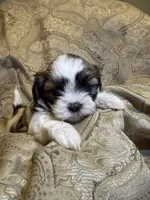 Cher, a female Mal Shi for sale in Mechanicsville, IA – 4 of 5