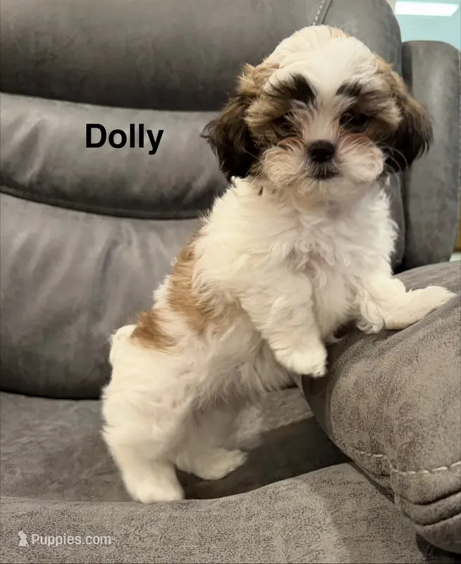 Dolly – Mal Shi puppy for sale in Mechanicsville, IA