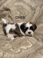 Cher, a female Mal Shi for sale in Mechanicsville, IA – 3 of 5