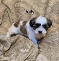Dolly, a female Mal Shi for sale in Mechanicsville, IA – 4 of 5