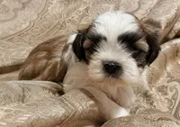 Elvis, a male Mal Shi for sale in Mechanicsville, IA – 5 of 9