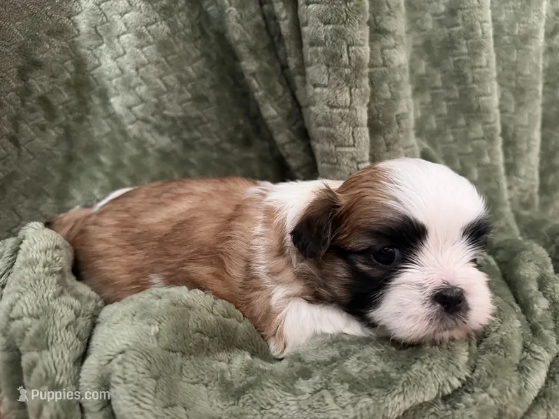 Andy – Mal Shi puppy for sale in Mechanicsville, IA