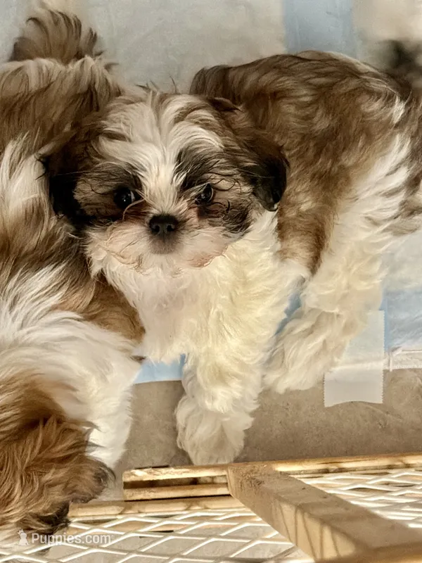 Dolly – Mal Shi puppy for sale in Mechanicsville, IA