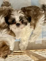 Dolly, a female Mal Shi for sale in Mechanicsville, IA – 1 of 3