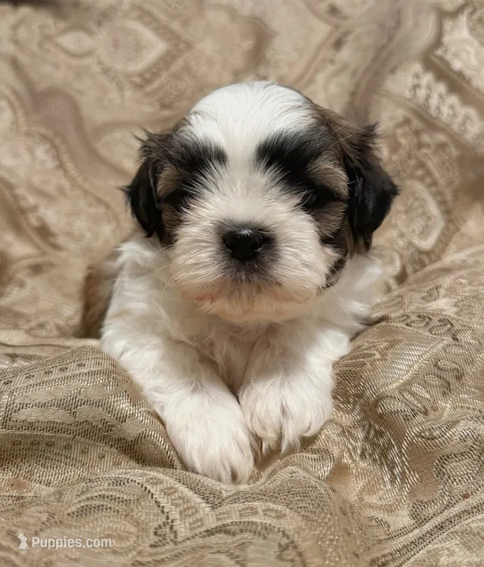 Elvis – Mal Shi puppy for sale in Mechanicsville, IA