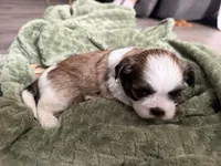 Elvis, a male Mal Shi for sale in Mechanicsville, IA – 2 of 2