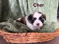 Cher, a female Mal Shi for sale in Mechanicsville, IA – 5 of 5
