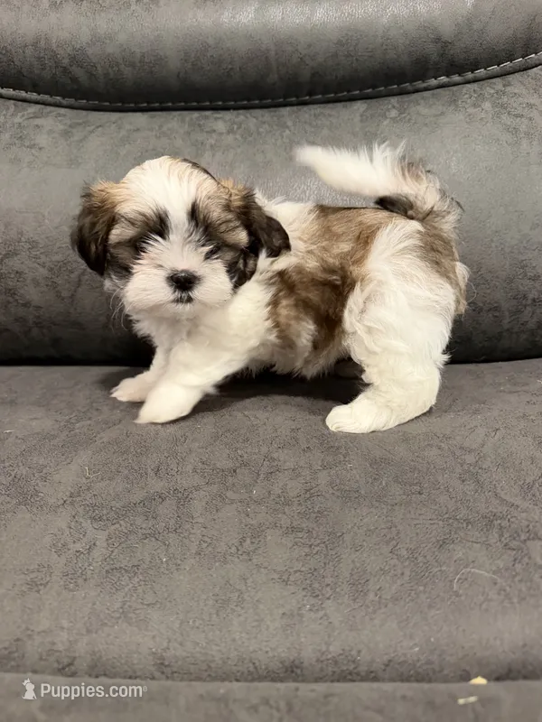 Cher – Mal Shi puppy for sale in Mechanicsville, IA