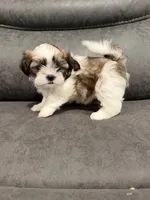 Cher, a female Mal Shi for sale in Mechanicsville, IA – 1 of 5