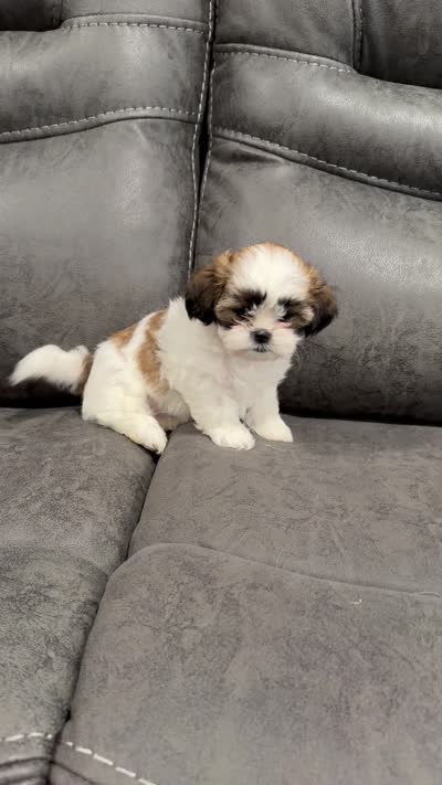 Dolly, a female Mal Shi for sale in Mechanicsville, IA – 3 of 5