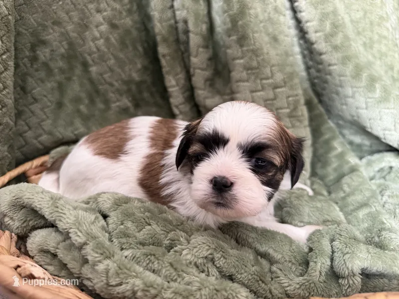 Dolly – Mal Shi puppy for sale in Mechanicsville, IA