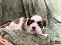 Dolly, a female Mal Shi for sale in Mechanicsville, IA – 1 of 2