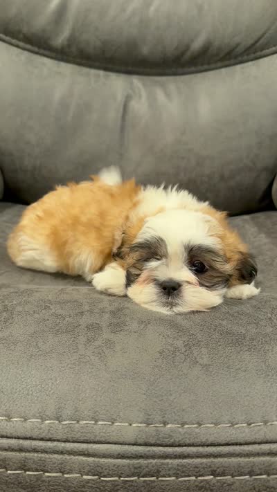 Andy, a male Mal Shi for sale in Mechanicsville, IA – 8 of 8