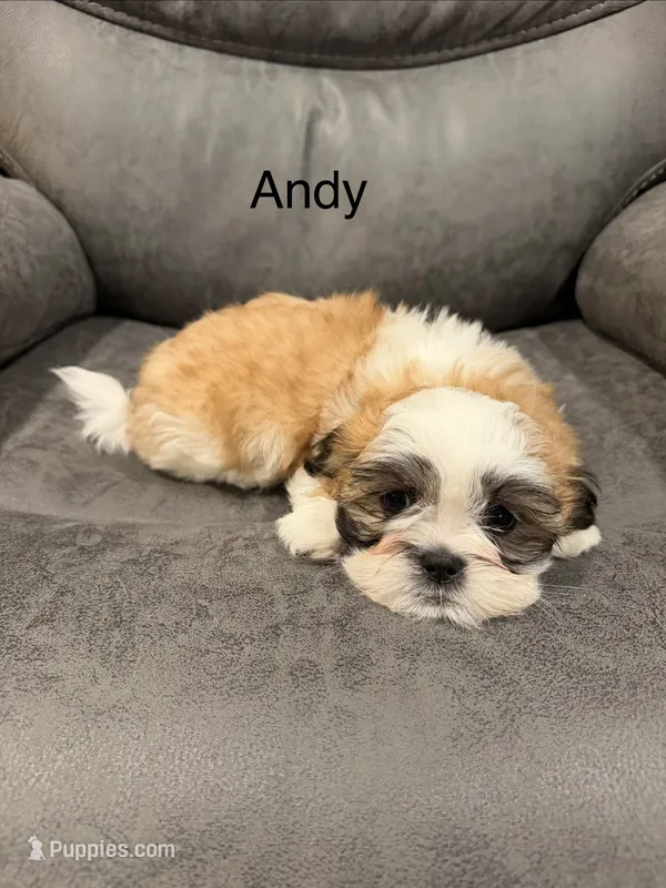 Andy – Mal Shi puppy for sale in Mechanicsville, IA