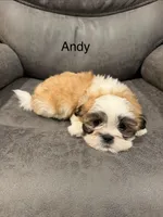 Andy, a male Mal Shi for sale in Mechanicsville, IA – 1 of 8
