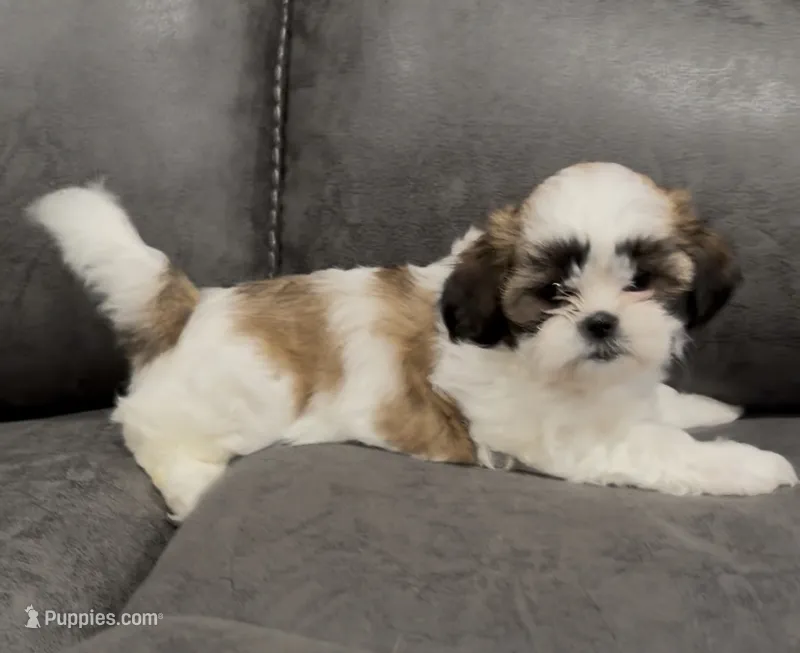 Dolly – Mal Shi puppy for sale in Mechanicsville, IA