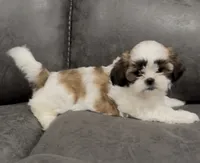 Dolly, a female Mal Shi for sale in Mechanicsville, IA – 1 of 5
