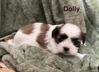 Dolly, a female Mal Shi for sale in Mechanicsville, IA – 5 of 5
