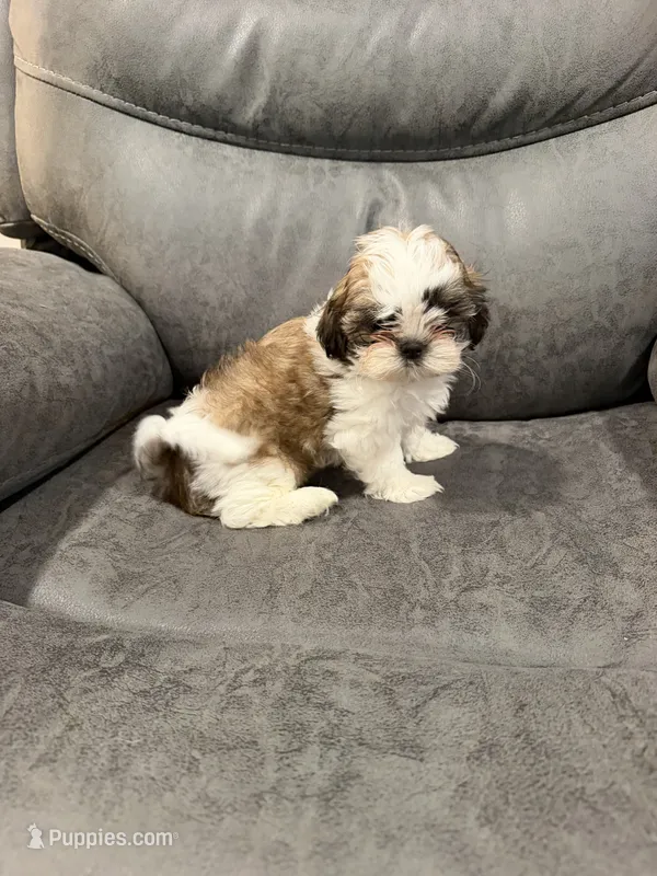 Elvis – Mal Shi puppy for sale in Mechanicsville, IA