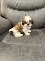 Elvis, a male Mal Shi for sale in Mechanicsville, IA – 1 of 9