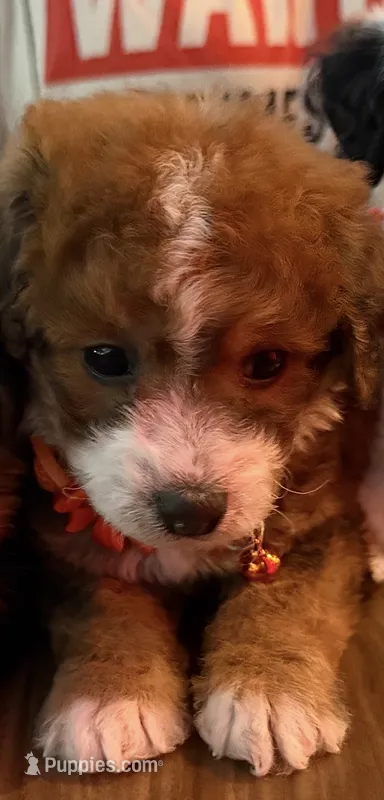 butterfly – Poodle - Toy  puppy for sale in Las Vegas, NV