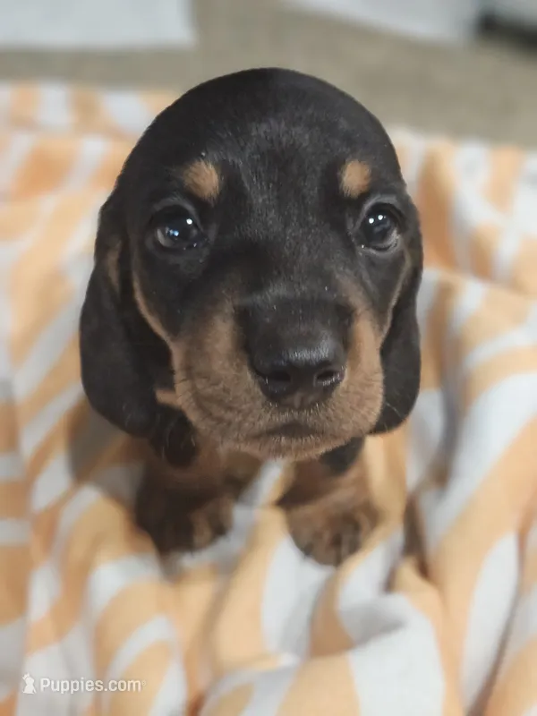 Jamal – Miniature Dachshund puppy on hold in Alamogordo, NM