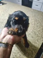 Greta, a female Miniature Dachshund for sale in Alamogordo, NM – Photo 6 of 6