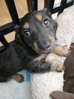 Greta, a female Miniature Dachshund for sale in Alamogordo, NM – Photo 4 of 6