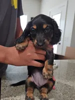 Greta, a female Miniature Dachshund for sale in Alamogordo, NM – Photo 2 of 6