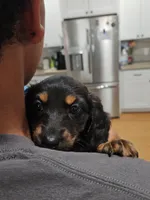 Greta, a female Miniature Dachshund for sale in Alamogordo, NM – Photo 3 of 6