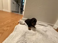 Greta, a female Miniature Dachshund for sale in Alamogordo, NM – Photo 5 of 6