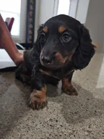 Greta, a female Miniature Dachshund for sale in Alamogordo, NM – Photo 1 of 6