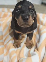 Jamal, a male Miniature Dachshund for sale in Alamogordo, NM – 2 of 4