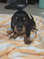 Jamal, a male Miniature Dachshund for sale in Alamogordo, NM – 3 of 4