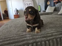 Biggie, a male Miniature Dachshund for sale in Alamogordo, NM – Photo 2 of 7